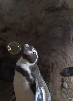 顽皮的企鹅，和泡泡玩的不亦乐乎