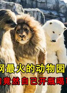 韩国全网最火的动物园，北极熊竟然会自己开瓶喝可乐，喜剧