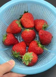 草莓直接吃非常脏，水果店老板教我一招，灰尘和虫卵自己跑出来