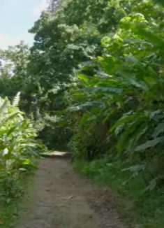 夏威夷：真实的自然之音