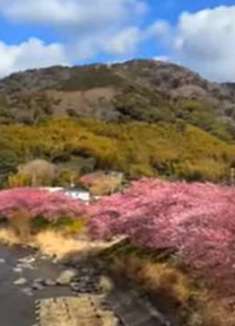 美丽日本：樱花盛开，浪漫至极