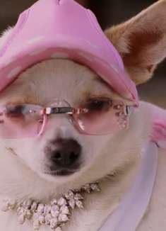 一只过惯奢侈生活的小狗,竟沦落成了一条流浪狗