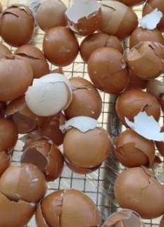 才知道鸡蛋壳有这么多用处，扔掉真的太傻了，赶紧告诉家人朋友