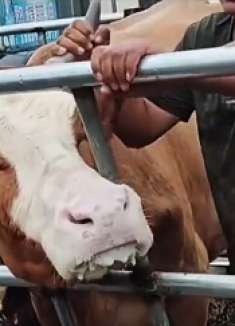 问君能有几多愁，恰似老牛卡住头