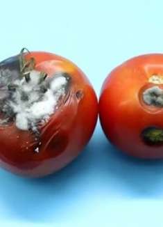 烂西红柿别扔了，越烂越值钱，懂的人不多，看完快告诉家人