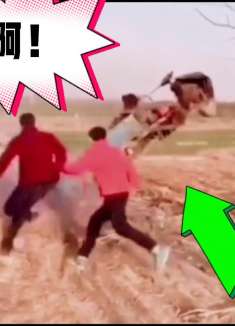 请问：拖拉机?与人比赛跑?，谁赢了?