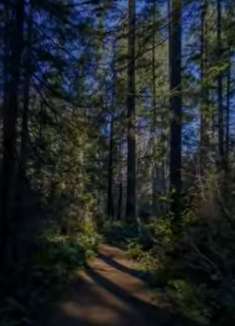 树林漫步：享受非一般的美景