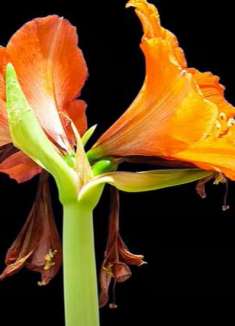 延时摄影：感受盛开的美丽花朵