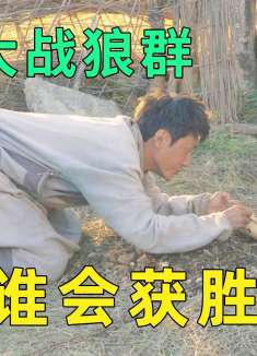 猎人残忍屠杀野狼，不料却惨遭狼王疯狂报复，究竟谁能获胜