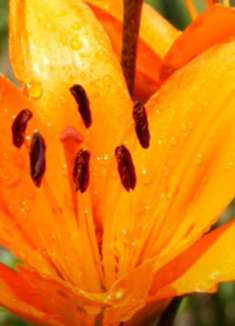 美丽景色：让人心旷神怡，不容错过