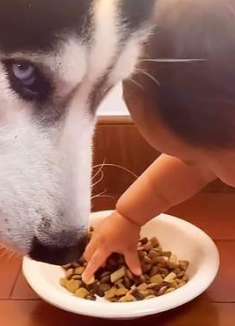 二哈：今天你霸占我的饭碗，明天我就拆了你家的豪宅！