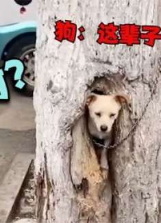 狗：没见过独栋别树啊 没住过吧？