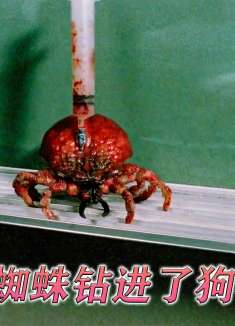 狗狗在夜晚散步，被一只跳蚤咬破了肚皮