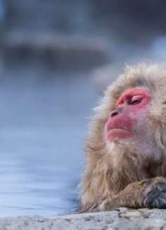 除夕最舒服的事，是看猴子泡温泉