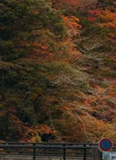 游玩日本,欣赏三赖谷那绝美风景