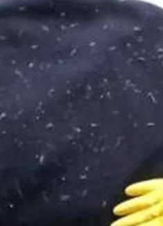 衣服粘毛不用买滚刷，只需一副手套，衣服像新买的一样干净，学学