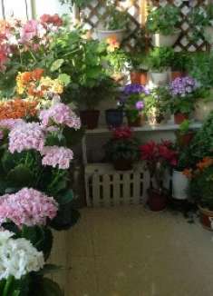 花肥不用买，教你用家里的“它”自制花肥，花卉长得旺、叶子绿