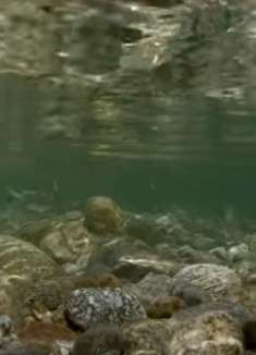 斯卡吉特河：清澈河水，心旷神怡