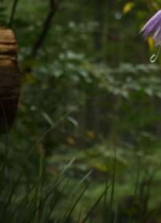 京都的庭园·只王寺：京都纪宫的花园