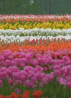 美丽郁金香：郁郁葱葱，香味十足