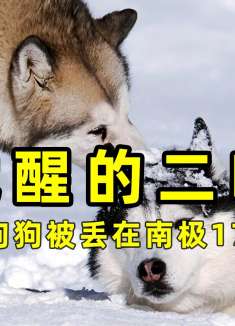 8只狗被丢在南极175天，血脉觉醒的哈士奇有多厉害