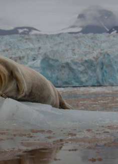 冰山一千种面貌，野性仅此一份