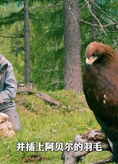 雏鹰被母鹰遗弃深山，却被男孩培养成鹰王