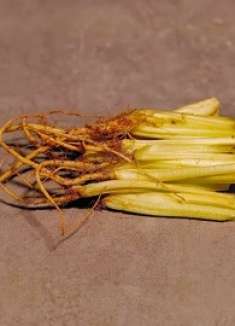 芹菜根不要扔，它是个宝，用水一煮，作用这么厉害，真长见识了