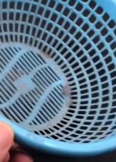 不管多难清洗的菜篮子，用这个方法泡一下，比洗洁精洗的都干净