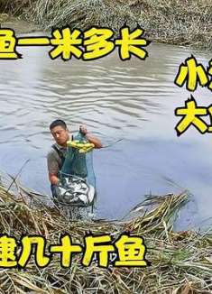 小河清淤大鱼泛滥，大黑鱼一米多长，逮鱼高手一小时逮几十斤鱼