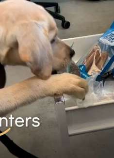 你想把宠物带到办公室吗？先做好这些思想准备