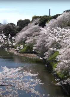 四月飞雪，风吹落雪樱花林