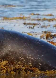 冰岛海滩居民：不一样的体验