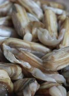 清洗蛏子时，最忌用盐和油，海边老渔民教你一招，蛏子自动吐泥沙