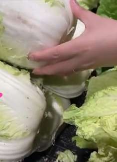 带黑点的白菜，究竟能不能吃？原来以前都想错了