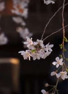 京都的庭园 立本寺樱花