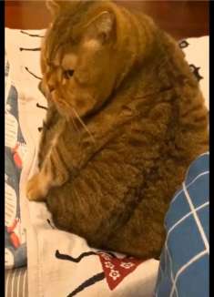 猫能有多肥！这是猪还是猫啊