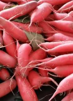 买水萝卜时，看准这几个地方，个个水分足不糠心，老农方法真管用