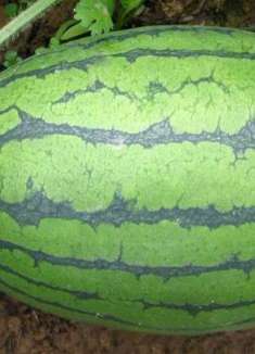 只要记住3个字，就包你挑到好西瓜！一挑一个准，不信都试试