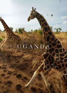 壮观上帝视角：航拍非洲动物大迁徙