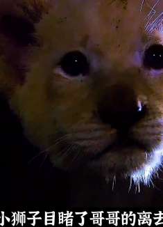 弱小白狮，经过凶险坎坷的历程，终成狮王!