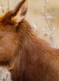 加拿大自然美景：不可错过的风光