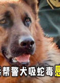 警犬被毒蛇咬伤，士兵不顾危险吸出剧毒！