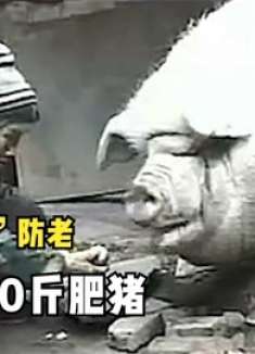 老太太养“猪”防老， 养出2600斤的肥猪，出价2万都不卖！