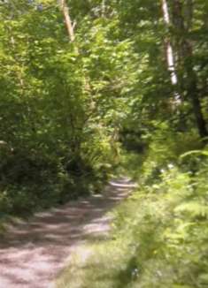 草蕨小径：带有自然之声的美丽