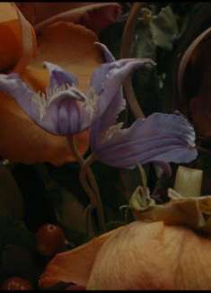 创意「花艺广告」,永不枯萎的浪漫