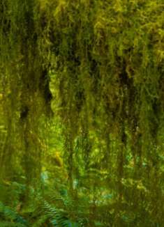 奥林匹克国家公园：不容错过的美景