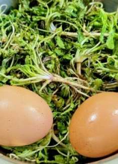 春天多吃荠菜，教你好吃做法，特别适合早餐吃，营养解馋，太香了