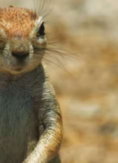 野生动物纪录片：感受野性的魅力