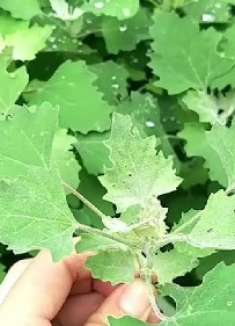 农村常见的灰灰菜,作用真不少